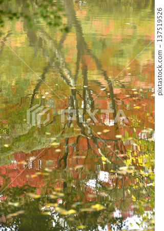 Autumn leaves swaying in the water Autumn leaves swaying in the water 137519526