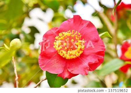 紅山茶花 紅山茶花 137519652
