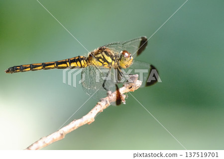 Konoshimetornbo (female) 137519701