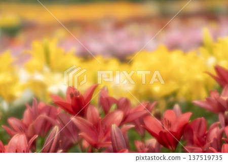 Red lily Red lily 137519735
