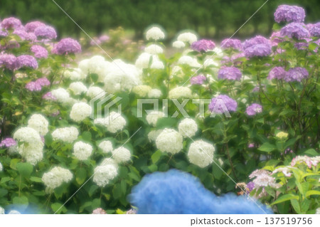 Colorful hydrangea 137519756