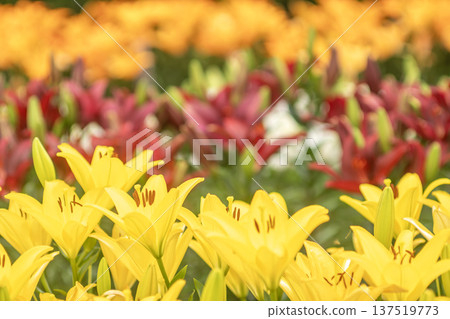 colorful lily field colorful lily field 137519773