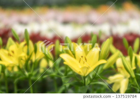 Yellow lily Yellow lily 137519784