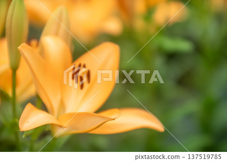 美麗的百合花 美麗的百合花 137519785