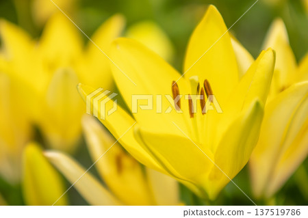 Yellow lily Yellow lily 137519786
