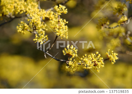 山茱萸盛開，預示著春天的到來。三月，稻木341號，山茱萸，山茱萸科（平尾） 137519835