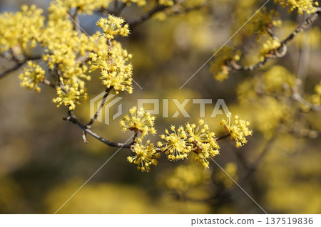 Cornus cherry blossoms in full bloom signal the arrival of spring. March, Inagi 342 Cornus cherry, Cornaceae (Hirao) Cornus cherry blossoms in full bloom signal the arrival of spring. March, Inagi 342 Cornus cherry, Cornaceae (Hirao) 137519836