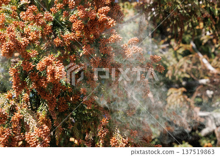杉花粉 杉花粉 137519863