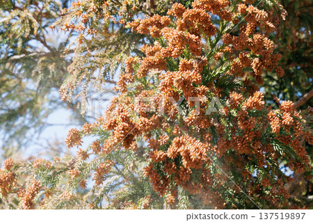 杉花粉 杉花粉 137519897