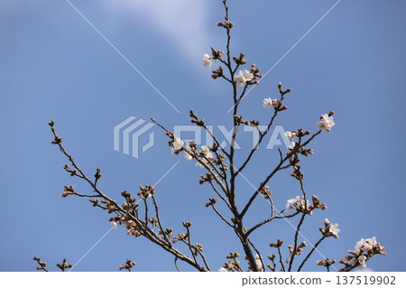 櫻花花苞和花朵在春風中搖曳 櫻花花苞和花朵在春風中搖曳 137519902