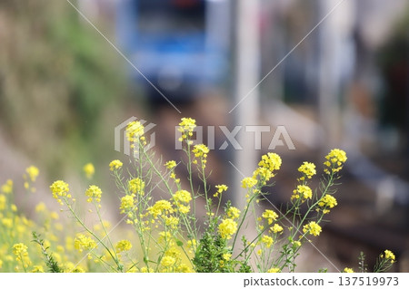 Nanohana flowers and the Daiyuzan Line train Nanohana flowers and the Daiyuzan Line train 137519973