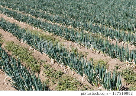 Onion field 137519992