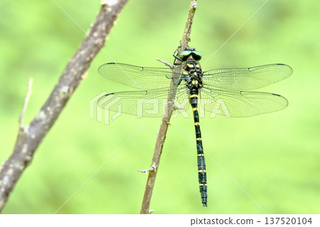 Onyangma (male) 137520104