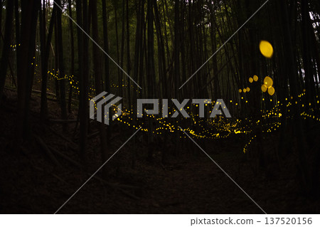 Aichi Prefecture, Nagoya City, Aioiyama Green Space, Fireflies dancing wildly - a summer image Aichi Prefecture, Nagoya City, Aioiyama Green Space, Fireflies dancing wildly - a summer image 137520156