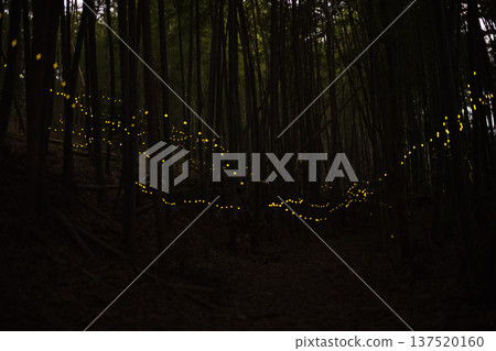 Aichi Prefecture, Nagoya City, Aioiyama Green Space, Fireflies dancing wildly - a summer image Aichi Prefecture, Nagoya City, Aioiyama Green Space, Fireflies dancing wildly - a summer image 137520160