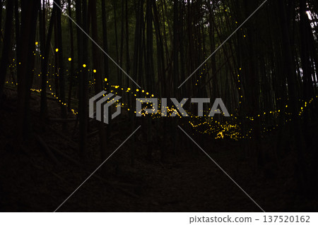 Aichi Prefecture, Nagoya City, Aioiyama Green Space, Fireflies dancing wildly - a summer image Aichi Prefecture, Nagoya City, Aioiyama Green Space, Fireflies dancing wildly - a summer image 137520162