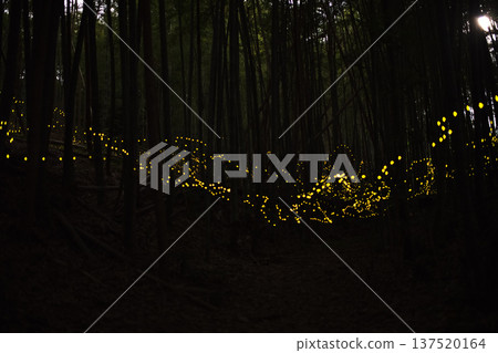 Aichi Prefecture, Nagoya City, Aioiyama Green Space, Fireflies dancing wildly - a summer image Aichi Prefecture, Nagoya City, Aioiyama Green Space, Fireflies dancing wildly - a summer image 137520164