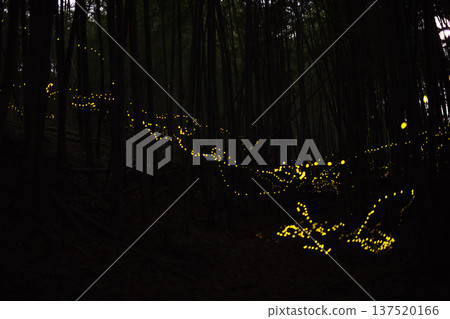 Aichi Prefecture, Nagoya City, Aioiyama Green Space, Fireflies dancing wildly - a summer image 137520166