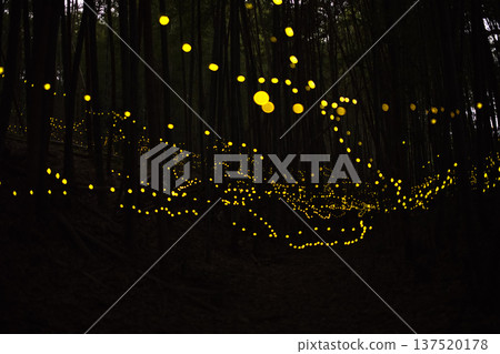 Aichi Prefecture, Nagoya City, Aioiyama Green Space, Fireflies dancing wildly - a summer image 137520178