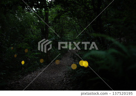 Aichi Prefecture, Nagoya City, Aioiyama Green Space, Fireflies dancing wildly - a summer image Aichi Prefecture, Nagoya City, Aioiyama Green Space, Fireflies dancing wildly - a summer image 137520195