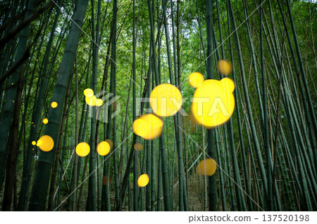 Aichi Prefecture, Nagoya City, Aioiyama Green Space, Fireflies dancing wildly - a summer image Aichi Prefecture, Nagoya City, Aioiyama Green Space, Fireflies dancing wildly - a summer image 137520198