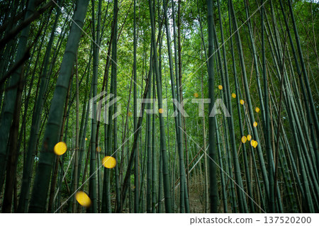 Aichi Prefecture, Nagoya City, Aioiyama Green Space, Fireflies dancing wildly - a summer image Aichi Prefecture, Nagoya City, Aioiyama Green Space, Fireflies dancing wildly - a summer image 137520200