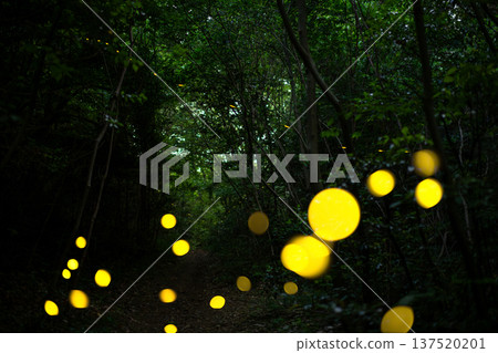 Aichi Prefecture, Nagoya City, Aioiyama Green Space, Fireflies dancing wildly - a summer image 137520201