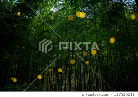 Aichi Prefecture, Nagoya City, Aioiyama Green Space, Fireflies dancing wildly - a summer image Aichi Prefecture, Nagoya City, Aioiyama Green Space, Fireflies dancing wildly - a summer image 137520211