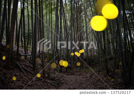 愛知縣名古屋市愛生山綠地,螢火蟲翩翩起舞-夏日景象 愛知縣名古屋市愛生山綠地,螢火蟲翩翩起舞-夏日景象 137520217