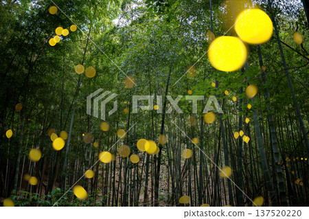 Aichi Prefecture, Nagoya City, Aioiyama Green Space, Fireflies dancing wildly - a summer image 137520220