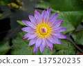 A beautiful water lily lot 137520235