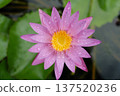 A beautiful water lily lot 137520236