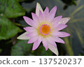 A beautiful water lily lot 137520237