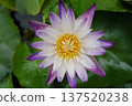A beautiful water lily lot 137520238