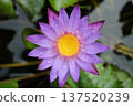 A beautiful water lily lot 137520239