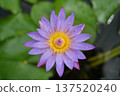 A beautiful water lily lot 137520240