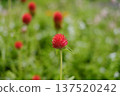 Red little flower 137520242