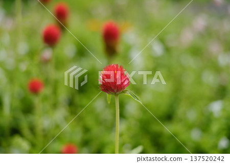 Red little flower 137520242