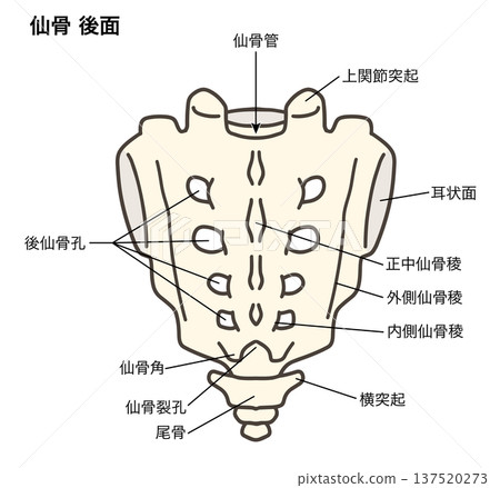 Anatomical illustration of the posterior aspect of the sacrum and coccyx 137520273