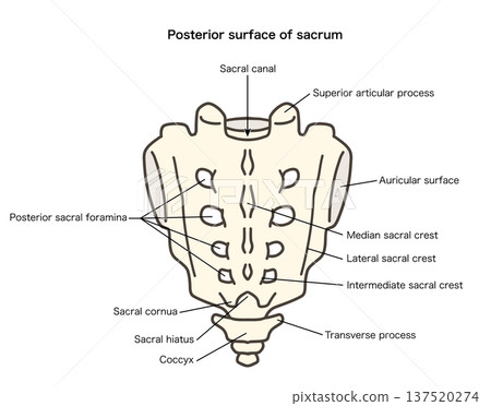 Anatomical illustration of the posterior aspect of the sacrum and coccyx 137520274