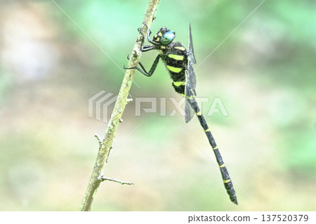 Onyangma（男） 137520379