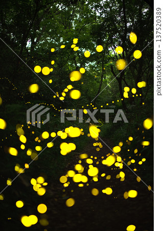 Aichi Prefecture, Nagoya City, Aioiyama Green Space, Fireflies dancing wildly - a summer image Aichi Prefecture, Nagoya City, Aioiyama Green Space, Fireflies dancing wildly - a summer image 137520389
