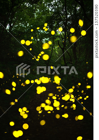 Aichi Prefecture, Nagoya City, Aioiyama Green Space, Fireflies dancing wildly - a summer image 137520390