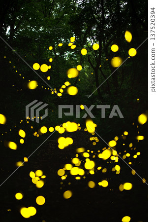 Aichi Prefecture, Nagoya City, Aioiyama Green Space, Fireflies dancing wildly - a summer image Aichi Prefecture, Nagoya City, Aioiyama Green Space, Fireflies dancing wildly - a summer image 137520394
