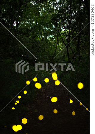 Aichi Prefecture, Nagoya City, Aioiyama Green Space, Fireflies dancing wildly - a summer image Aichi Prefecture, Nagoya City, Aioiyama Green Space, Fireflies dancing wildly - a summer image 137520408