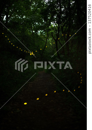 Aichi Prefecture, Nagoya City, Aioiyama Green Space, Fireflies dancing wildly - a summer image 137520416