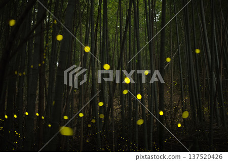 Aichi Prefecture, Nagoya City, Aioiyama Green Space, Fireflies dancing wildly - a summer image Aichi Prefecture, Nagoya City, Aioiyama Green Space, Fireflies dancing wildly - a summer image 137520426