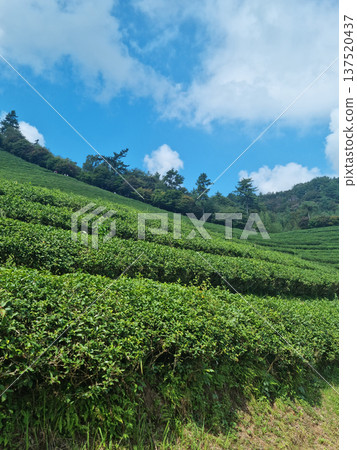 This is a green tea field landscape in Boseong, Jeollanam-do, Korea. This is a green tea field landscape in Boseong, Jeollanam-do, Korea. 137520437