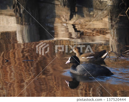 Two friendly moorhens swimming in a pond 137520444