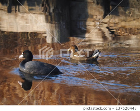 Two friendly moorhens swimming in a pond 137520445